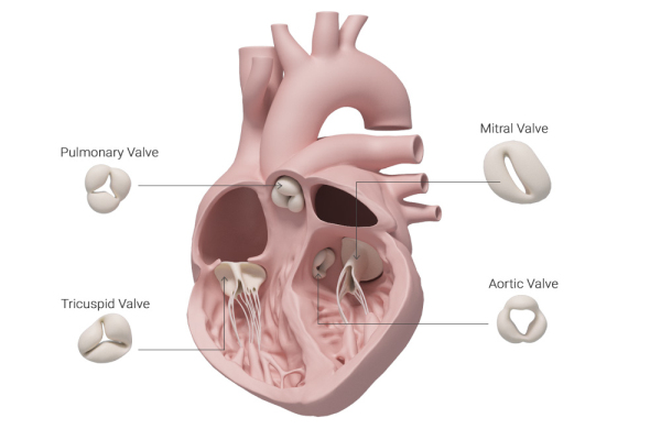 人工心脏瓣膜